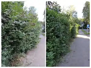 Haie dans un jardin punk à Bruxelles, avec des petits fruits à cueillir et un entretien minimal