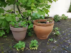 Terrasse avec pots de plantes potagères et fruitières en croissance.