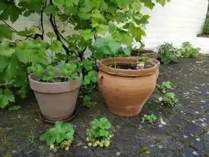 Terrasse avec pots de plantes potagères et fruitières en croissance.